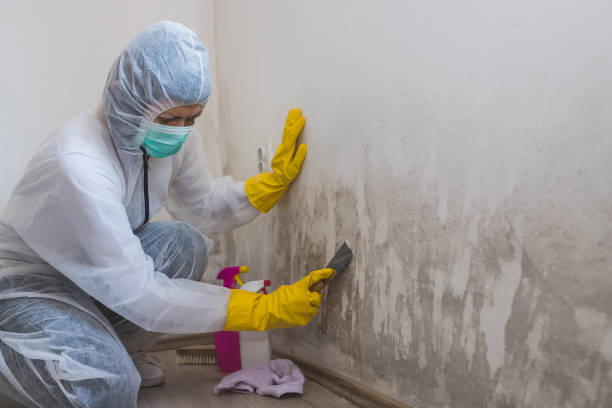 Best Preventive Mold Services in Seven Hills, OH
