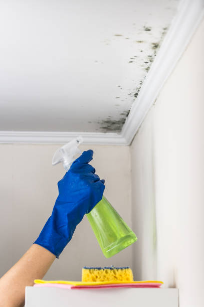 Best DIY Mold Remediation Support Services in Seven Hills, OH
